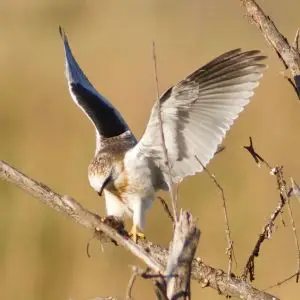 White-Tailed Kite_DSC0205
