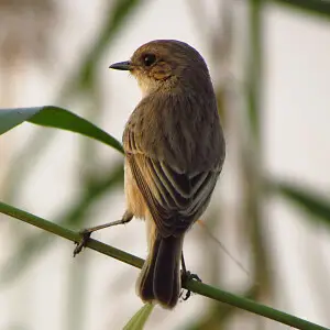 White-tailed Stonechat (Saxicola leucurus) captured at , Sulemanki, Punjab, Pakistan with Canon PowerShot SX30 IS