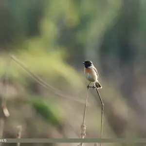 White-tailed Stonechat (Saxicola leucurus) captured at Marala, Sialkot, Punjab, Pakistan with Canon EOS 7D Mark II
