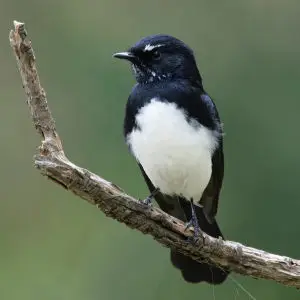 Willie Wagtail- Dressed to Impress
