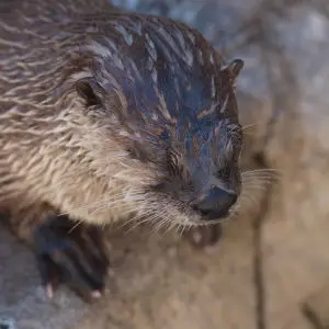 African Clawless Otter Facts, Diet, Habitat & Pictures on Animalia.bio