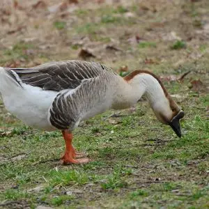 Swan Goose photo