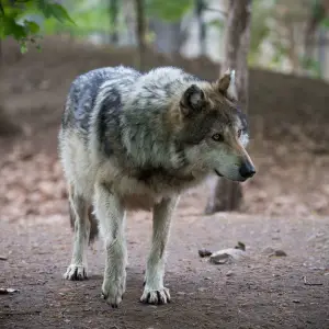 Wolf Looking at Its Pack