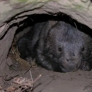 Wombat Resting
