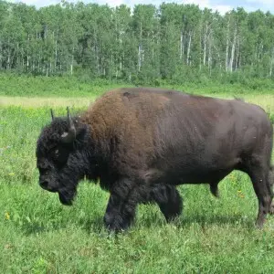Wood bison - Facts, Diet, Habitat & Pictures on Wood bison - Facts, Diet, Habitat & Pictures on