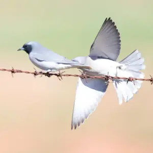 Woodswallows are very common in outback Australia