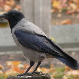 Mesopotamian crow