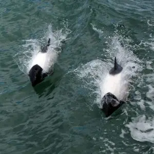 Commerson's dolphin photo