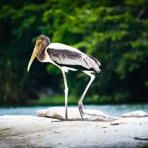 Painted Stork photo