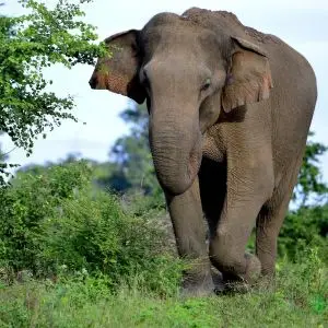 Sri Lankan Elephant photo