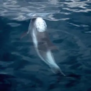 White-Beaked Dolphin photo