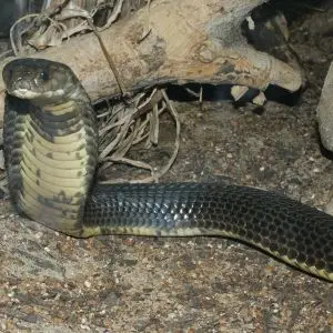Caspian Cobra photo