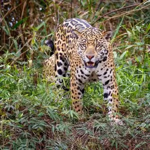 Jaguar - Facts, Diet, Habitat & Pictures on 