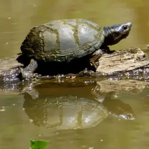 Common Musk Turtle - Facts, Diet, Habitat & Pictures on Animalia.bio