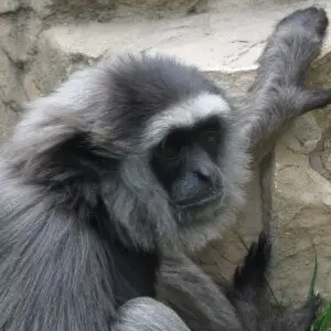 gray gibbon, Idaho Falls Zoo, Idaho / 2013