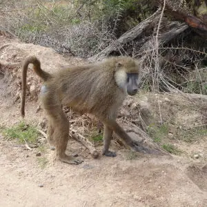 Yellow baboon
