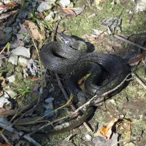 Yellow-bellied Water Snake, Nerodia erythrogaster flavigaster