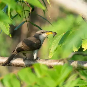 Yellow-billed cuckoo wrecks a tent caterpillar
