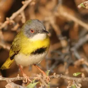 A male Yellow-breasted apalis at uMkhuze Game Reserve, kwaZulu-Natal, South Africa