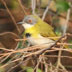 A male Yellow-breasted apalis at uMkhuze Game Reserve, kwaZulu-Natal, South Africa