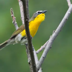 Yellow-breasted Chat, m.