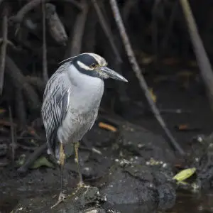 yellow-crowned night heron in mangrove, ding darling