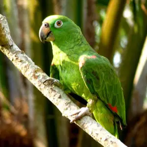 Yellow-crowned parrot