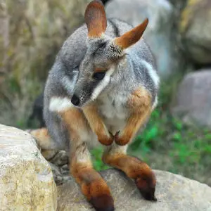 Yellow-footed Rock Wallaby at Lowry Park Zoo
