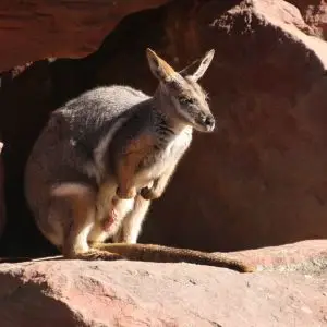 Yellow-footed rock Wallaby at Reptile Park, Gosford