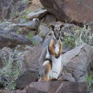 Yellow-footed rock wallaby I