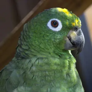 Yellow naped amazon green parrot bird Gatorland Florida