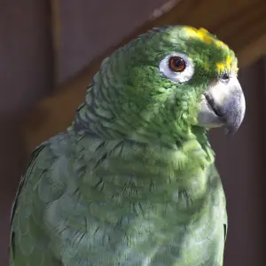 Yellow naped amazon parrot bird Gatorland Florida