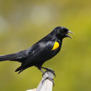 A Yellow-shouldered blackbird in Puerto Rico