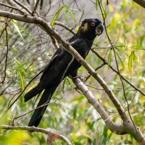 Yellow-Tailed Black Cockatoo