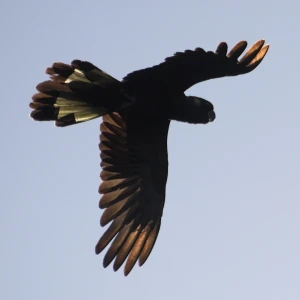 Yellow-Tailed Black Cockatoo