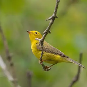 yellow warbler, magee marsh