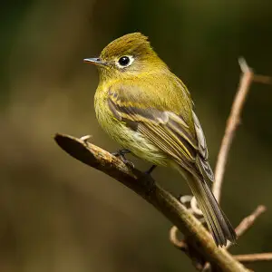 Yellowish Flycatcher - Panama_H8O2243