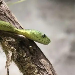Jameson's Mamba photo