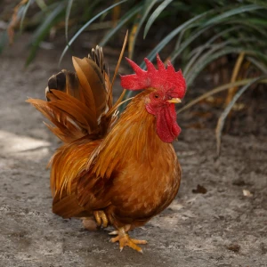 Chicken