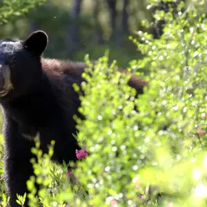 500px provided description: He loved to come near my camp, curious&#160;! [#canada ,#bear ,#faune ,#ours]