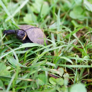 Young bog turtle
