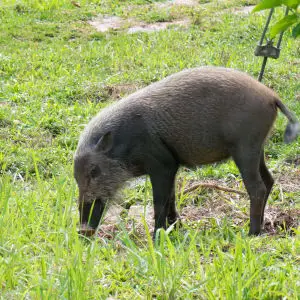 Young Bornean Bearded Pig