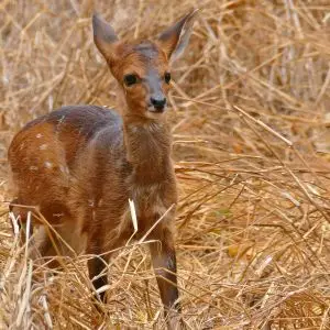 Young Bushbuck (Tragelaphus scriptus)