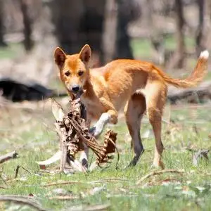 Young Dingo Adolescent picking the scraps off a carcass