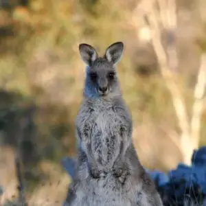 Young eastern grey kangaroo
