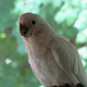 Young goffin's cockatoo
