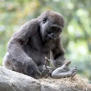 Young Gorilla Looking at its Foot