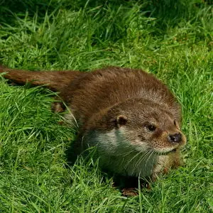 Young Otter