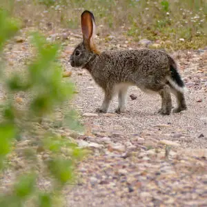 Young Scrub Hare (Lepus saxatilis)