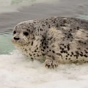 young spotted seal II